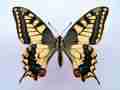 Papilio machaon (cold shock abb 2) (Internet Image property of respective owner, non-commercial use only)